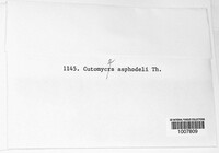 Cutomyces asphodeli image